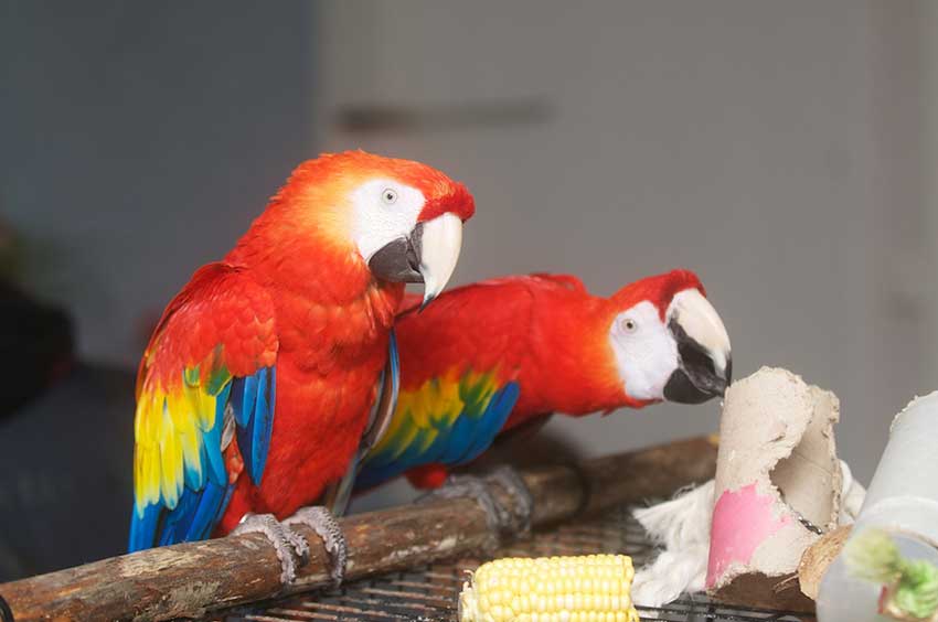 Kaksi puna-ara-papukaijaa