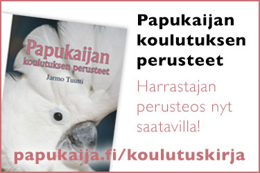 papukaijan koulutuksen perusteet