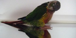 Lintuharrastuksen myyttejä: Peili papukaijan leluna